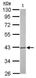 Western blot - Anti-Phosphoserine Aminotransferase antibody (AB96136)