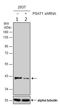 Western blot - Anti-Phosphoserine Aminotransferase antibody (AB96136)