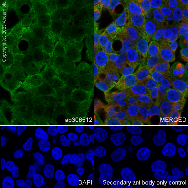 Immunocytochemistry/ Immunofluorescence - Anti-Phosphoserine Aminotransferase antibody [EPR26994-48] (AB308512), expandable thumbnail