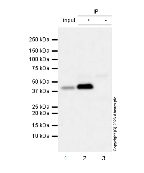 Immunoprecipitation - Anti-Phosphoserine Aminotransferase antibody [EPR26994-48] - BSA and Azide free (AB308513)