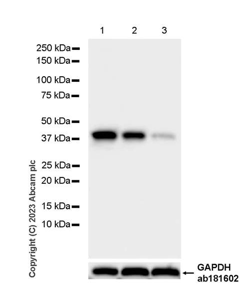 Western blot - Anti-Phosphoserine Aminotransferase antibody [EPR26994-48] - BSA and Azide free (AB308513)