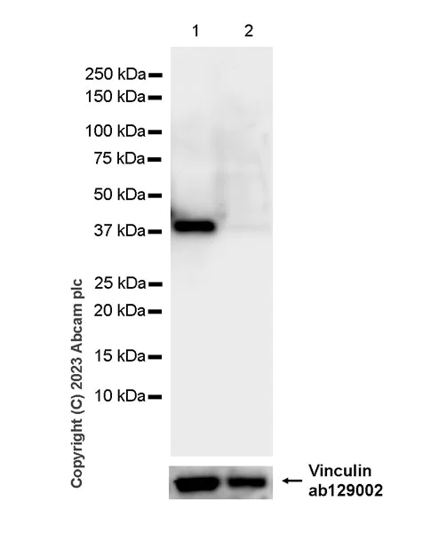 Western blot - Anti-Phosphoserine Aminotransferase antibody [EPR26994-48] - BSA and Azide free (AB308513)
