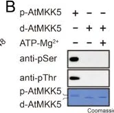 Western blot - Anti-Phosphoserine antibody (AB9332)