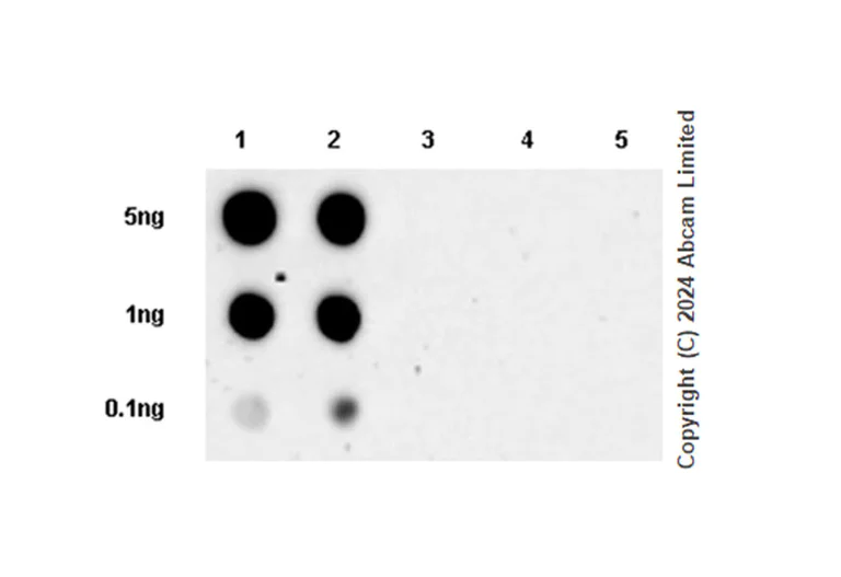 Dot Blot - Anti-Phosphoserine antibody [EPR28666-51] - BSA and Azide free (AB324773)