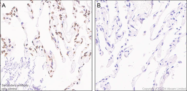 Immunohistochemistry (Formalin/PFA-fixed paraffin-embedded sections) - Anti-Phosphoserine antibody [EPR28666-51] - BSA and Azide free (AB324773)