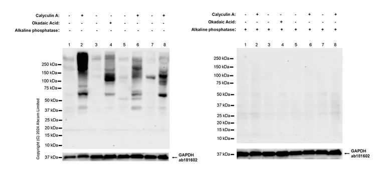 Western blot - Anti-Phosphoserine antibody [EPR28666-51] - BSA and Azide free (AB324773)