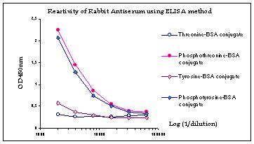ELISA - Anti-Phosphothreonine antibody (AB6187)
