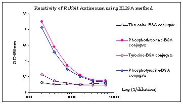 ELISA - Anti-Phosphothreonine antibody (AB6187)