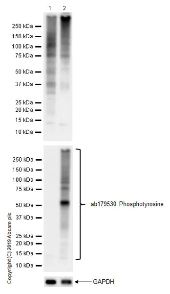 Western blot - Anti-Phosphothreonine antibody [EPR22006-23] (AB218195)