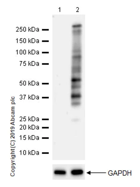 Western blot - Anti-Phosphothreonine antibody [EPR22006-23] (AB218195)