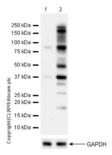 Western blot - Anti-Phosphothreonine antibody [EPR22006-23] (AB218195)
