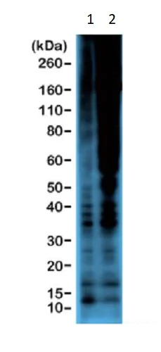 Western blot - Anti-Phosphothreonine antibody [RM102] (AB238305)