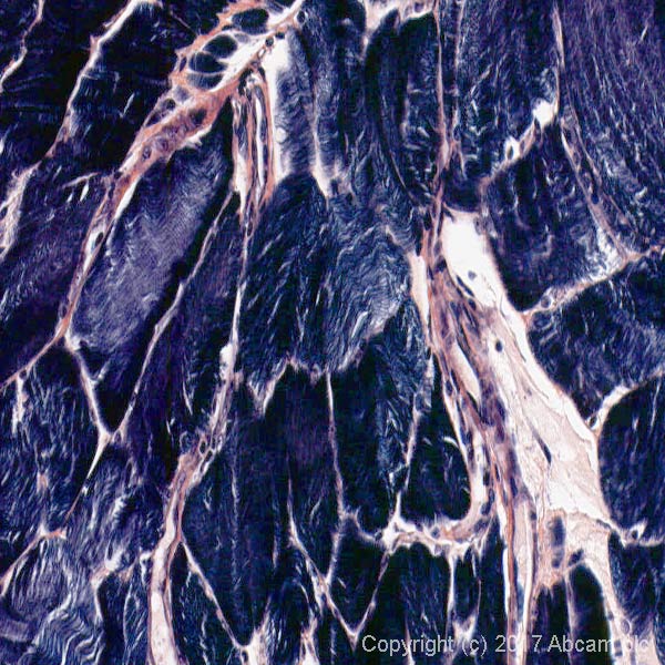 Immunohistochemistry (Formalin/PFA-fixed paraffin-embedded sections) - Phosphotungstic Acid Hematoxylin (PTAH) Stain Kit (Connective Tissue Stain) (AB150683), expandable thumbnail