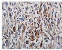 Immunohistochemistry (Formalin/PFA-fixed paraffin-embedded sections) - Anti-Phosphotyrosine antibody (AB9319), expandable thumbnail