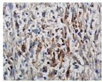Immunohistochemistry (Formalin/PFA-fixed paraffin-embedded sections) - Anti-Phosphotyrosine antibody (AB9319)