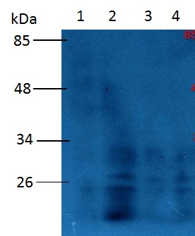 Western blot - Anti-Phosphotyrosine antibody (AB9319), expandable thumbnail