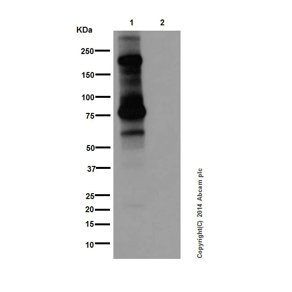 Western blot - Anti-Phosphotyrosine antibody [EPR16871] (AB179530)
