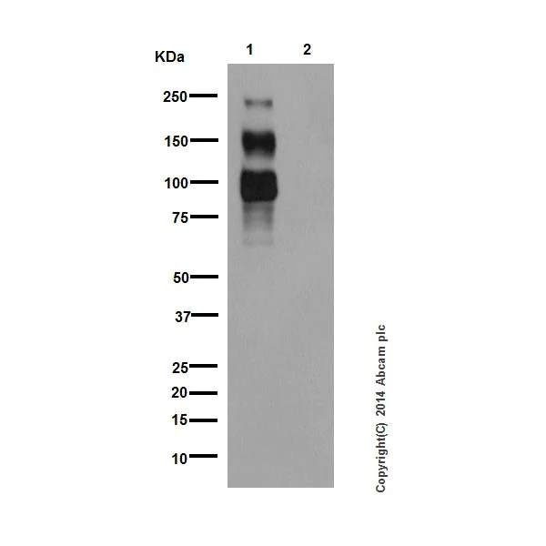 Western blot - Anti-Phosphotyrosine antibody [EPR16871] (AB179530)