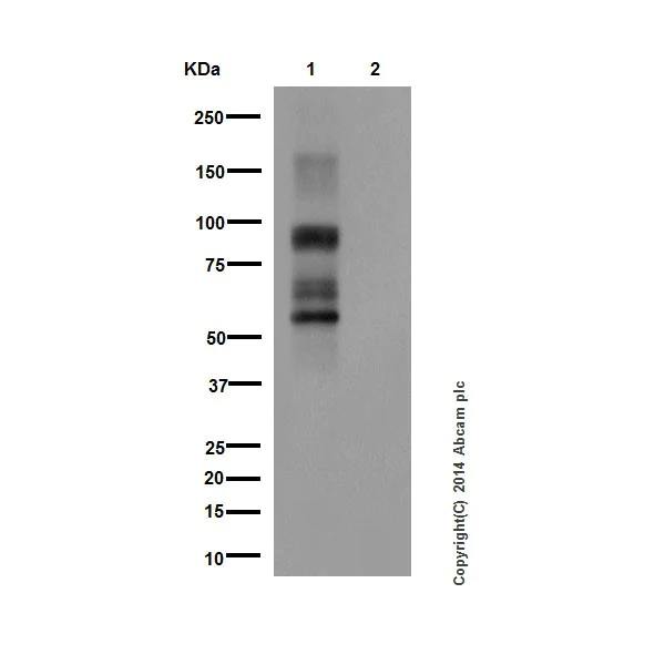 Western blot - Anti-Phosphotyrosine antibody [EPR16871] (AB179530)