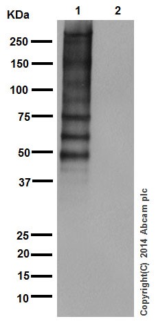 Western blot - Anti-Phosphotyrosine antibody [EPR16871] (AB179530)