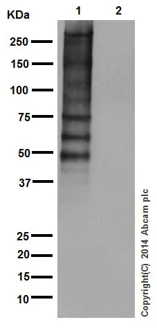 Western blot - Anti-Phosphotyrosine antibody [EPR16871] (AB179530)