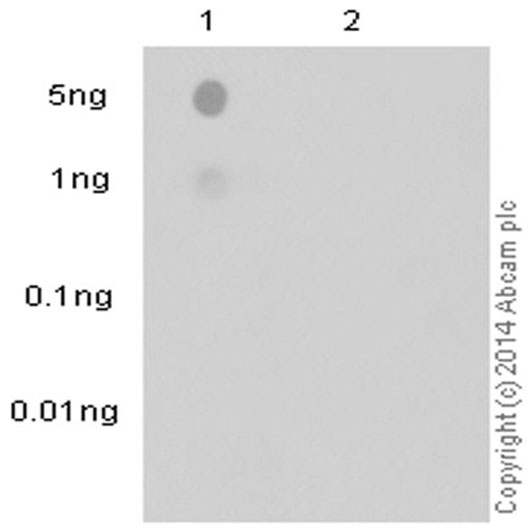 Dot Blot - Anti-Phosphotyrosine antibody [EPR16871] - BSA and Azide free (AB240219), expandable thumbnail