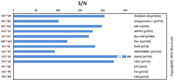 ELISA - Anti-Phosphotyrosine antibody [EPR16871] - BSA and Azide free (ab240219), expandable thumbnail