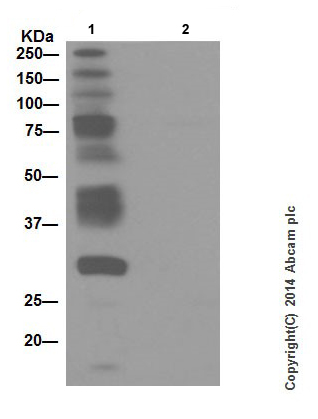 Immunoprecipitation - Anti-Phosphotyrosine antibody [EPR16871] - BSA and Azide free (AB240219), expandable thumbnail