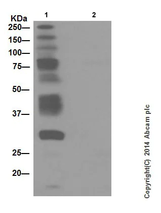 Immunoprecipitation - Anti-Phosphotyrosine antibody [EPR16871] - BSA and Azide free (AB240219)