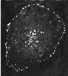 Immunocytochemistry/ Immunofluorescence - Anti-Phosphotyrosine antibody [IG2] (AB5592), expandable thumbnail