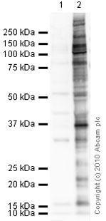 Western blot - Anti-Phosphotyrosine antibody [PY20] (AB10321), expandable thumbnail