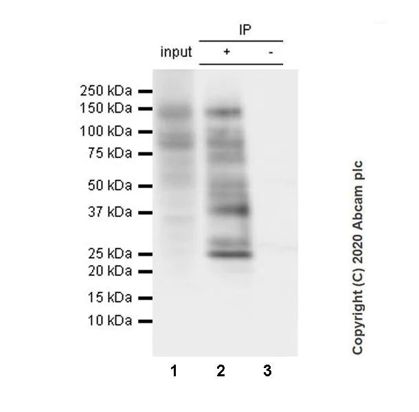 Immunoprecipitation - Anti-Phosphotyrosine antibody [Py72] (AB269515)