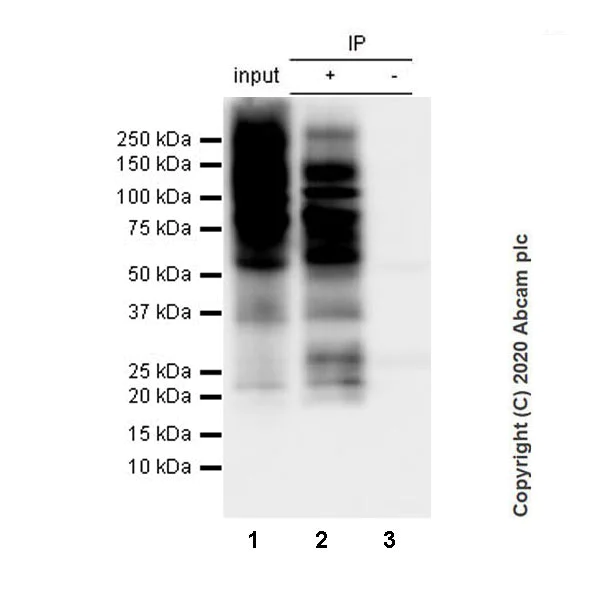 Immunoprecipitation - Anti-Phosphotyrosine antibody [Py72] (AB269515)