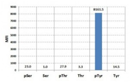ELISA - Anti-Phosphotyrosine antibody [RM111] (AB190824), expandable thumbnail