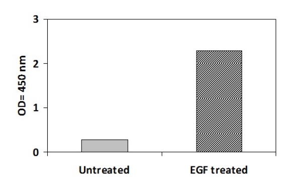 Sandwich ELISA - Phosphotyrosine EGFR ELISA Kit (AB279773), expandable thumbnail