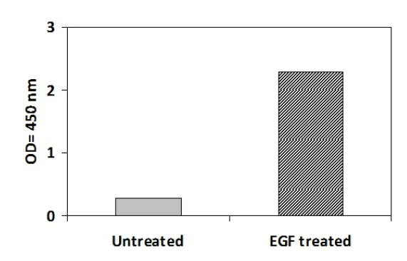 Sandwich ELISA - Phosphotyrosine EGFR ELISA Kit (AB279773)