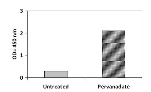 Sandwich ELISA - Phosphotyrosine Eph receptor A4/SEK ELISA Kit (AB279781)