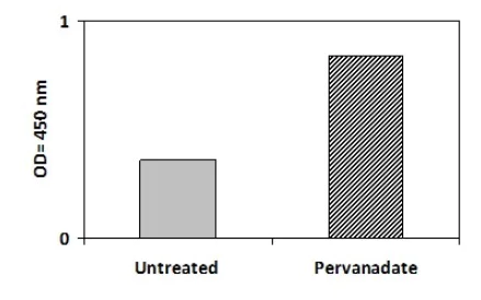Sandwich ELISA - Phosphotyrosine Eph receptor A5/BSK ELISA Kit (AB279782)