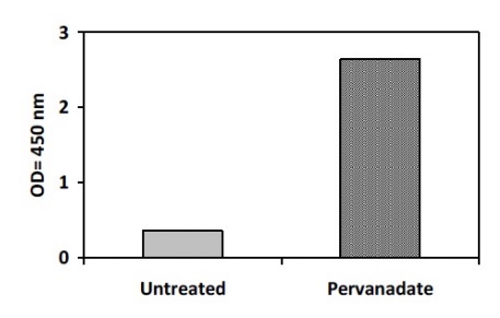 Sandwich ELISA - Phosphotyrosine Eph receptor B2 ELISA Kit (AB279783)