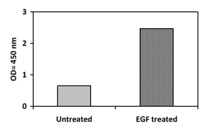 Sandwich ELISA - Phosphotyrosine ErbB3 / HER3 ELISA Kit (AB279789)