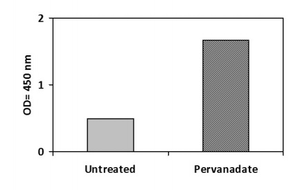 Sandwich ELISA - Phosphotyrosine FER ELISA Kit (AB279796)