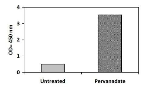 Sandwich ELISA - Phosphotyrosine FGFR1 ELISA Kit (AB279797)