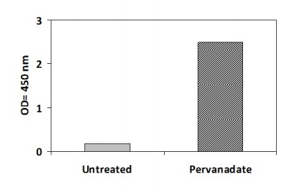 Sandwich ELISA - Phosphotyrosine FRK ELISA Kit (AB279803)