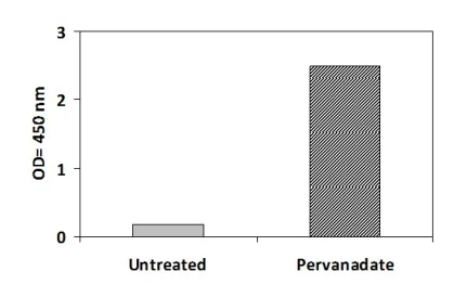 Sandwich ELISA - Phosphotyrosine FRK ELISA Kit (AB279803)