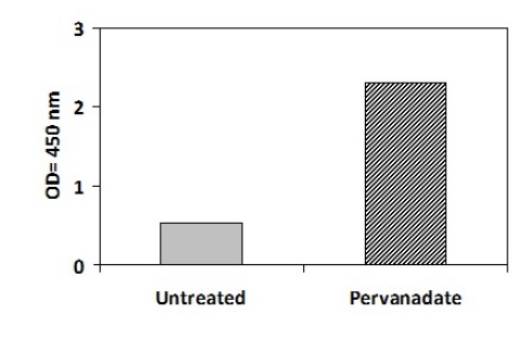 Sandwich ELISA - Phosphotyrosine Fyn ELISA Kit (AB279807)