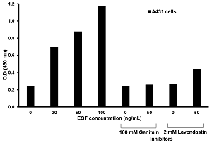 In-Cell ELISA - Phosphotyrosine In-Cell ELISA Kit (AB126431)