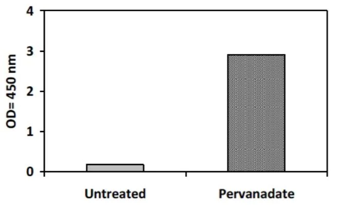 Sandwich ELISA - Phosphotyrosine JAK1 ELISA Kit (AB279836)