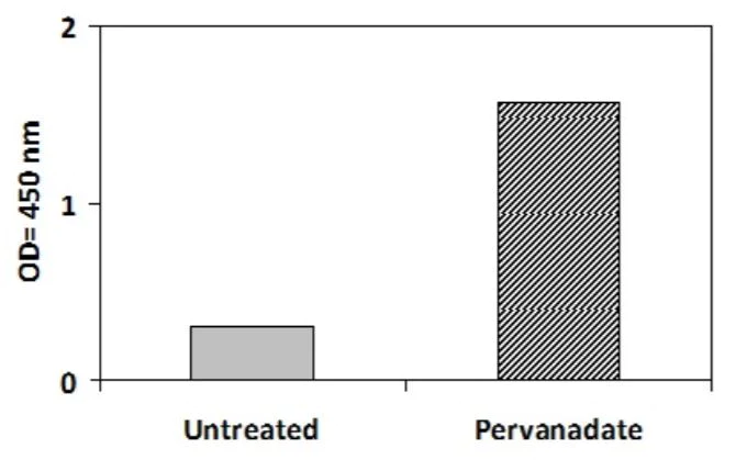 Sandwich ELISA - Phosphotyrosine JAK2 ELISA Kit (AB279839)