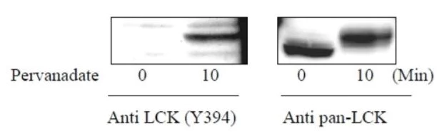 Sandwich ELISA - Phosphotyrosine Lck ELISA Kit (AB279847)