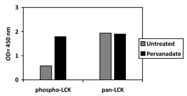Sandwich ELISA - Phosphotyrosine Lck ELISA Kit (AB279847)